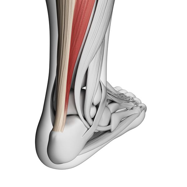 Tendon illustration showing muscle-to-bone connection